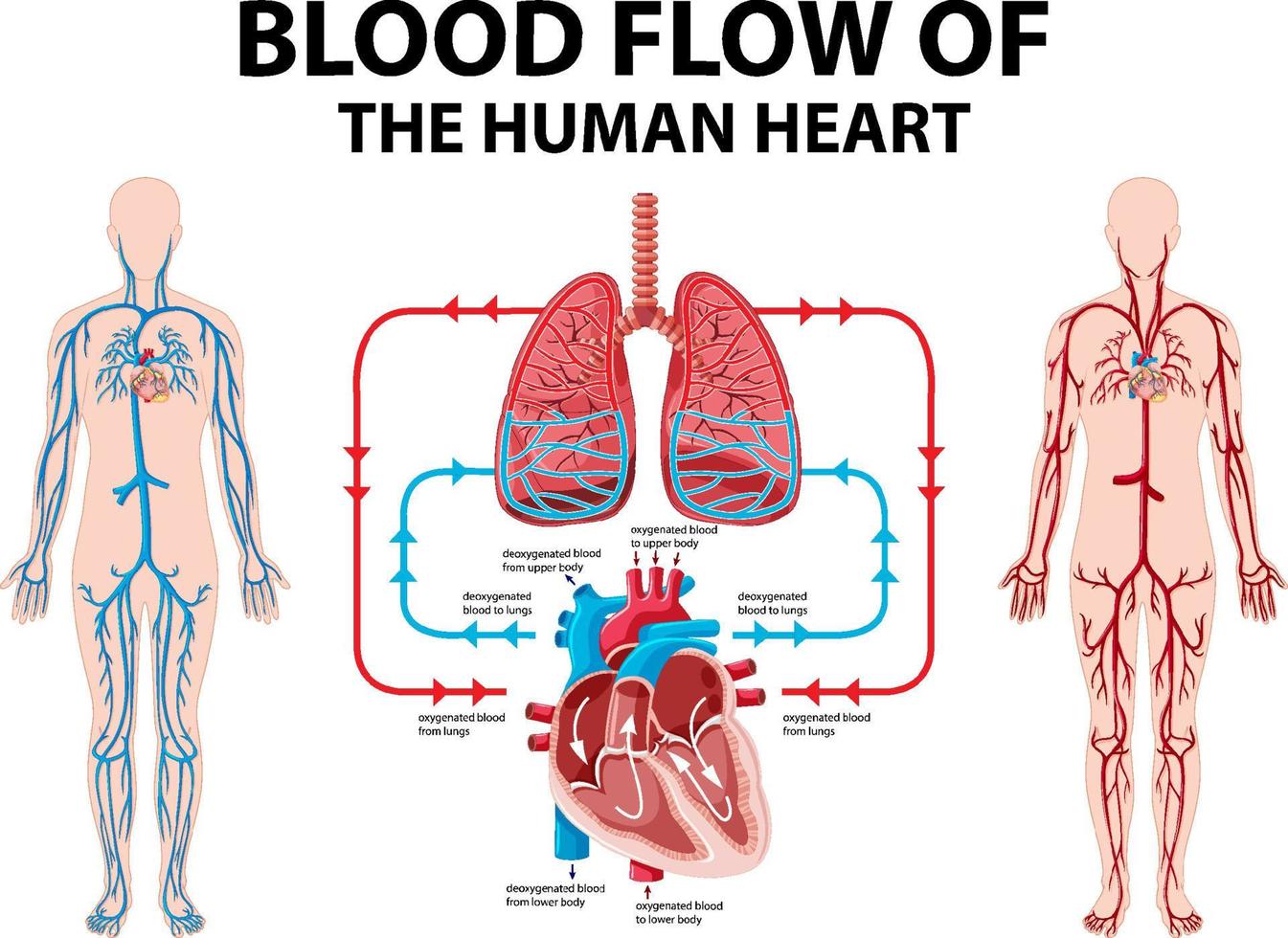 diagramma che mostra il flusso sanguigno del cuore umano vettore