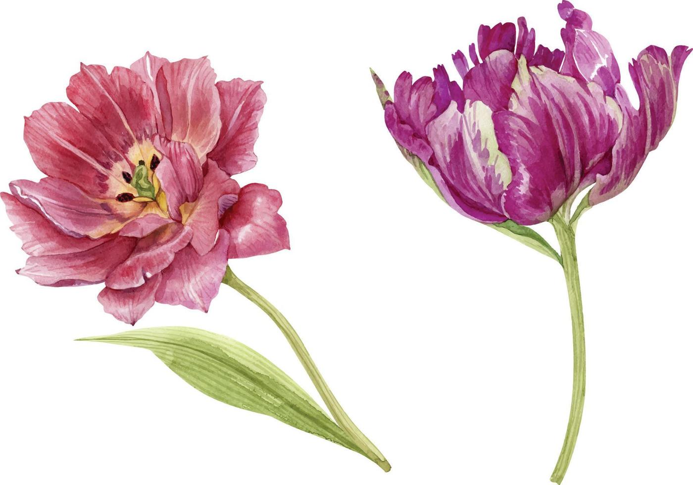set di fiori di tulipano rosa e rosso ad acquerello. vettore