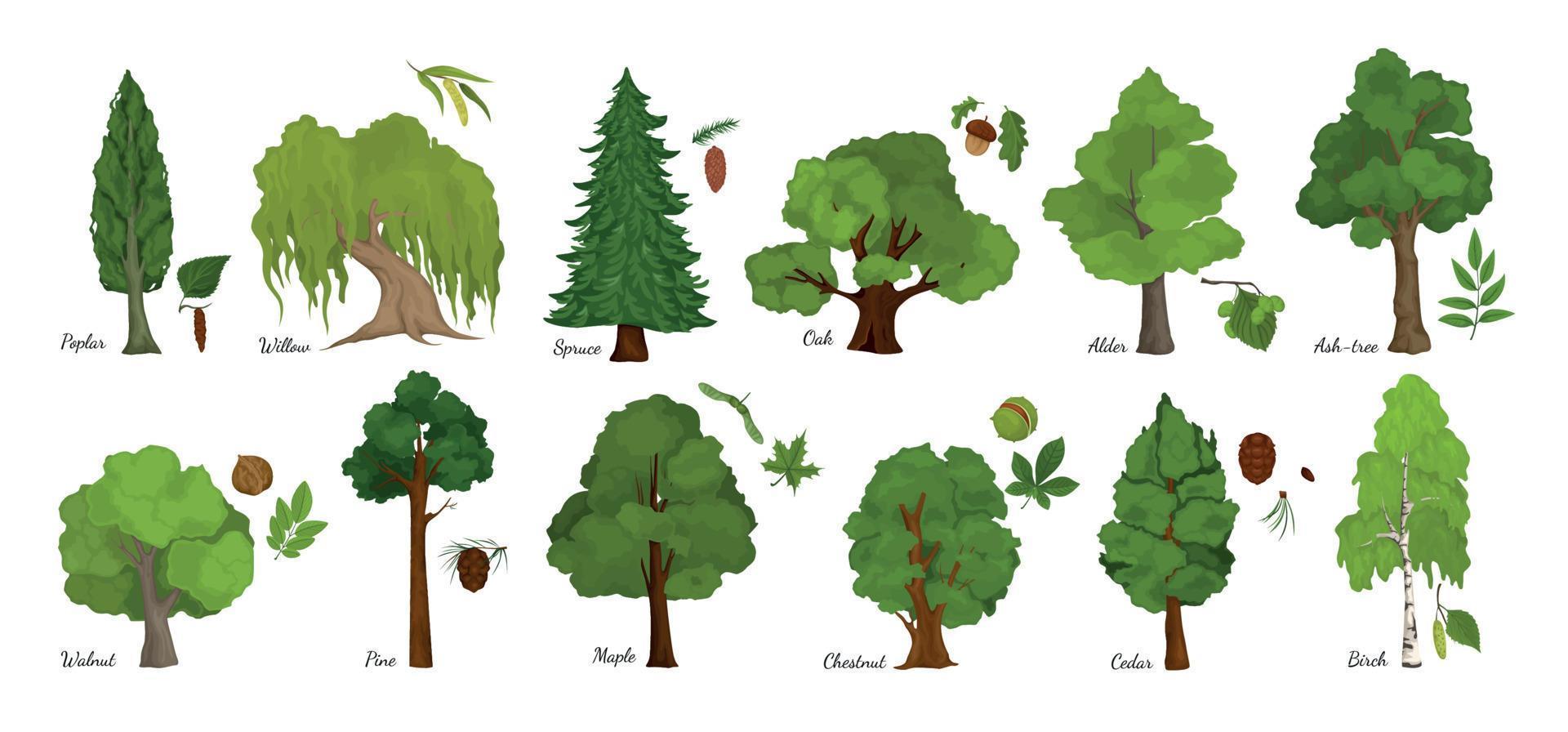 set di semi di foglie d'albero vettore