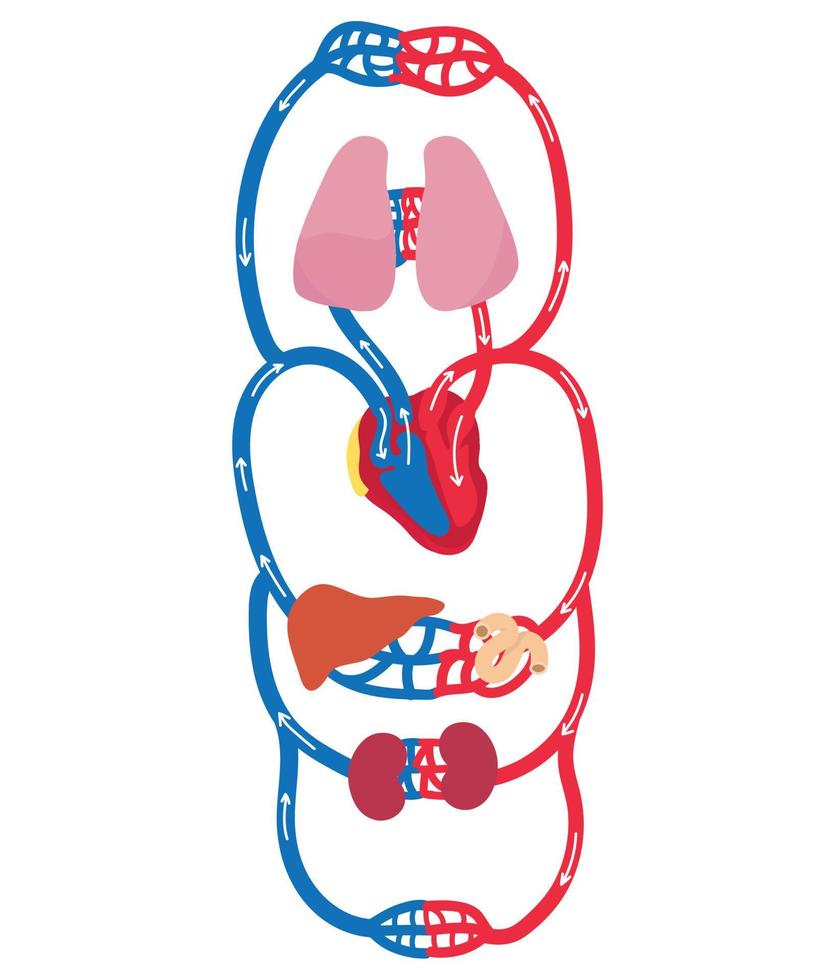 il sistema circolatorio umano. vettore