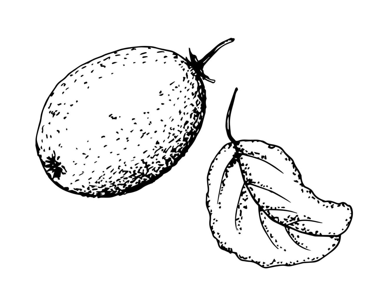 disegno a inchiostro vettoriale in stile incisione. kiwi con foglia isolata su sfondo bianco. frutta sana biologica, vitamina, prodotto ecologico, etichetta, imballaggio.