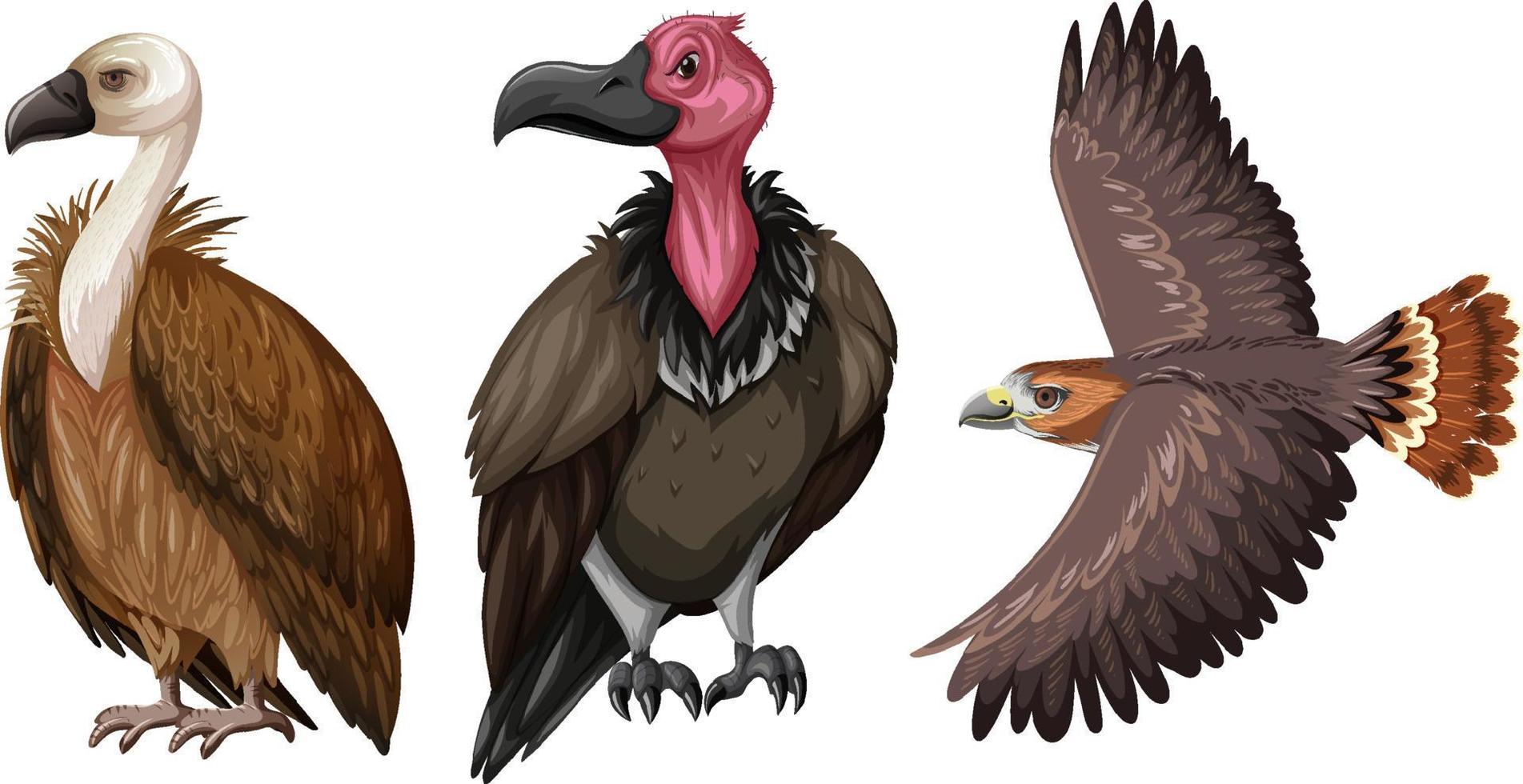set di falco o avvoltoio in stile cartone animato vettore