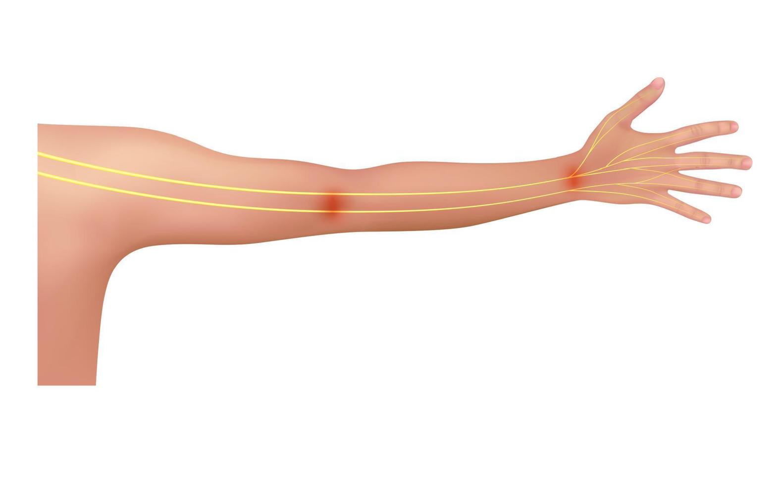 nervo del braccio sull'anatomia umana giallo. su sfondo bianco. concetti medici e scientifici. 3d vettoriale eps10.