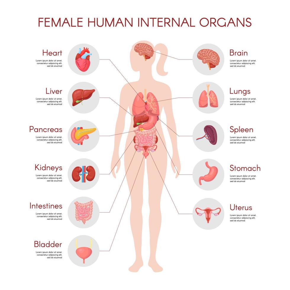 anatomia del corpo umano, poster dell'organo interno della donna vettoriale. illustrazione infografica medica. fegato, stomaco, cuore, cervello, apparato riproduttivo femminile, vescica, rene, tiroide. sfondo bianco isolato vettore