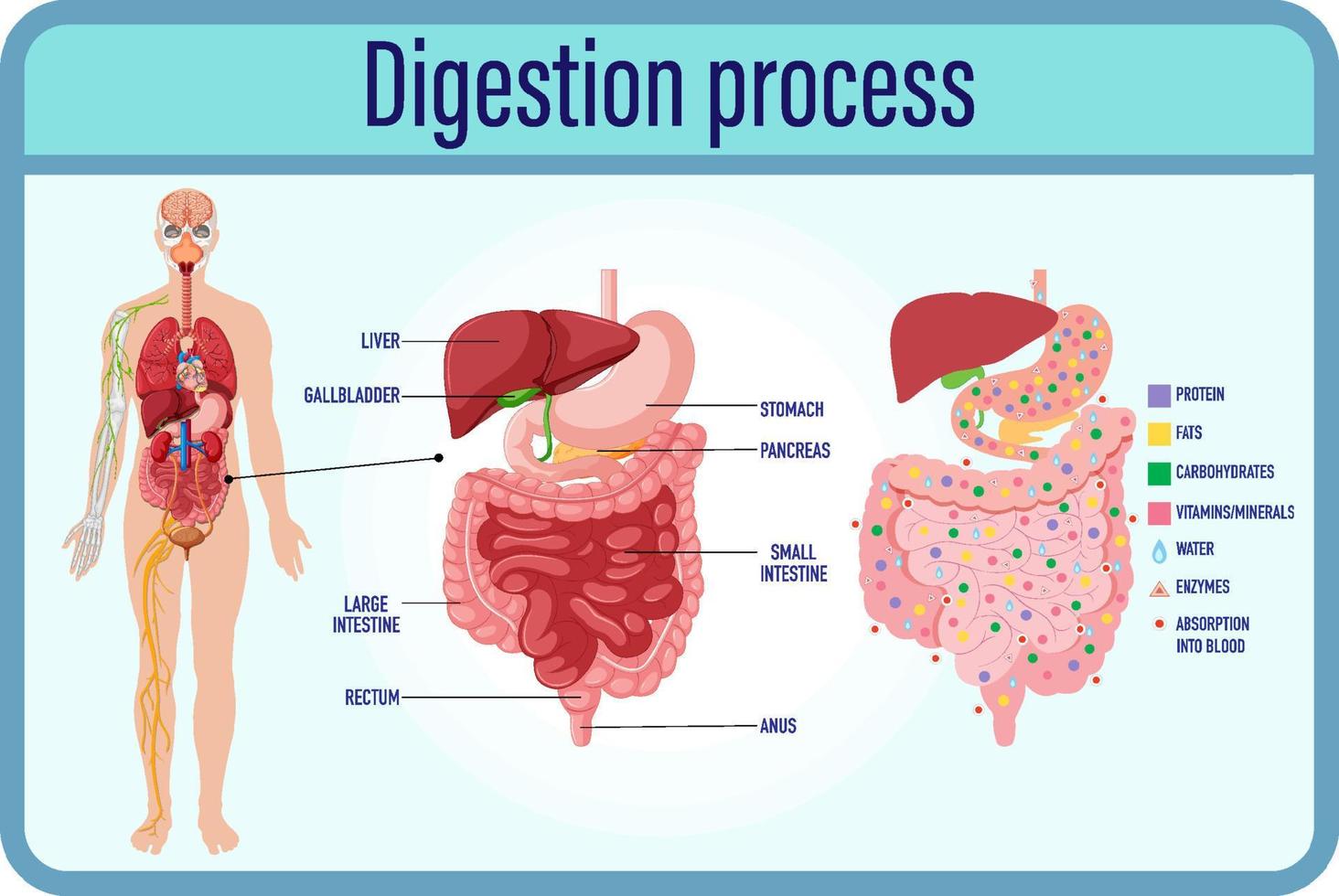 cellule di digestione e digestione e intestino tenue vettore