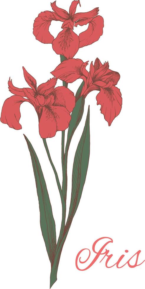 illustrazione colorata del fiore di iris isolato su sfondo bianco. l'elemento per biglietti di auguri, inviti di nozze, stampe regalo. vettore