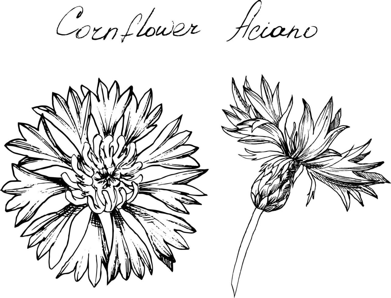 illustrazione botanica disegnata a mano di fiori di columbine. ogni elemento è isolato. molto facile da modificare per qualsiasi tuo progetto. illustrazione vettoriale