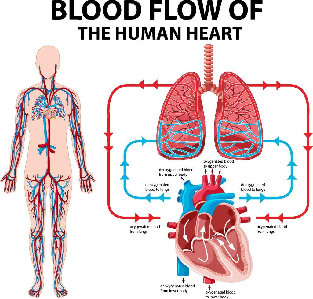 diagramma che mostra il flusso sanguigno del cuore umano vettore