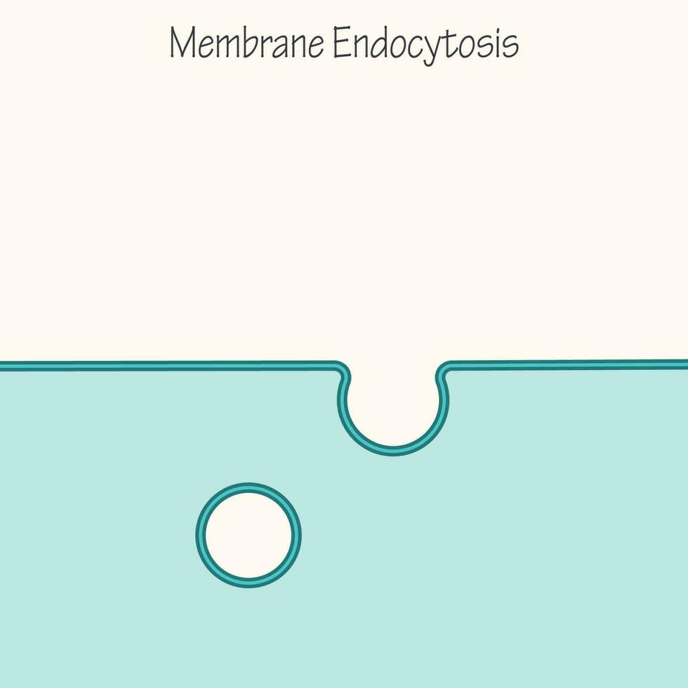 diapositiva vuota del modello di endocitosi della membrana vettore