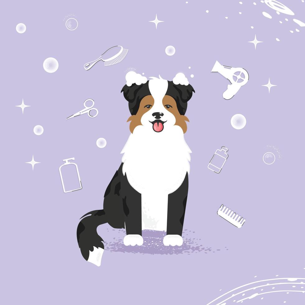 il simpatico cane con le bolle in kawaii, stile piatto vettoriale. illustrazione della toelettatura degli animali domestici per contenuto, etichetta, banner, grafica e biglietto di auguri. australiano. Pastore australiano. border collie. vettore