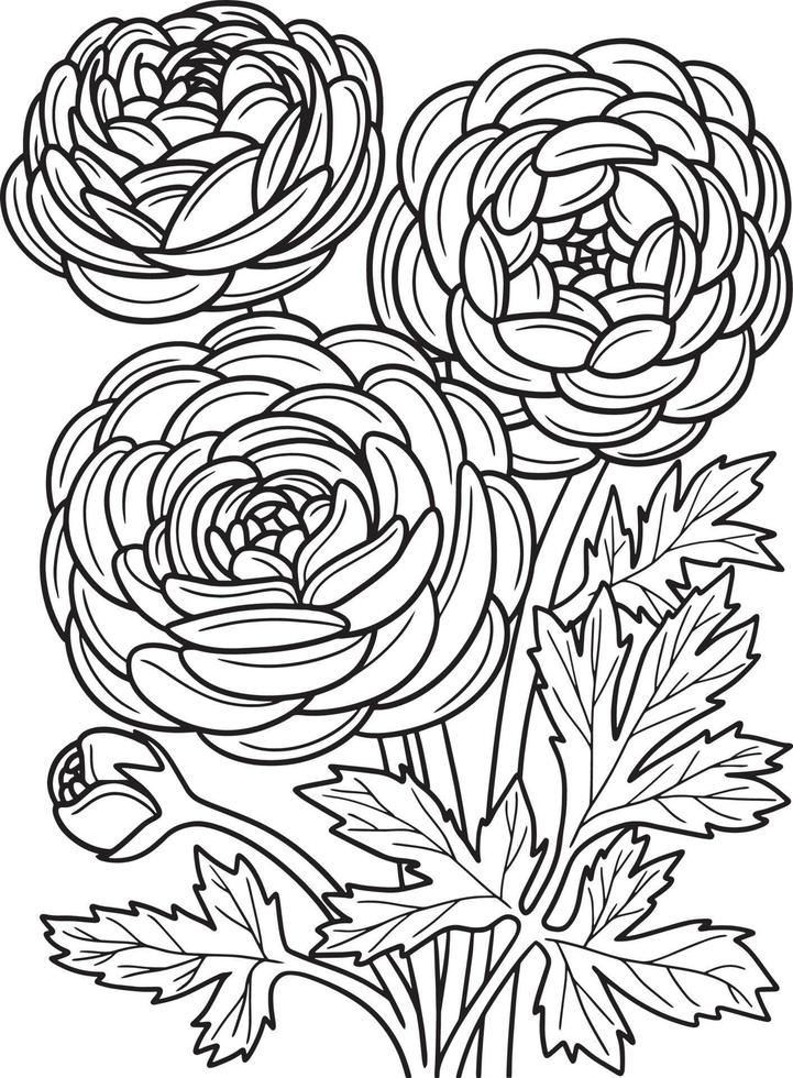Pagina da colorare di fiori di ranuncolo per adulti vettore