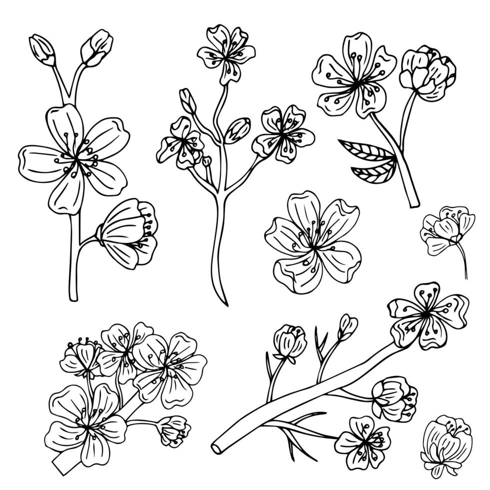 illustrazione della linea sakura o fiori di ciliegio fiori che sbocciano primaverili, contorno petali bianchi vettore impostato per il tuo design.