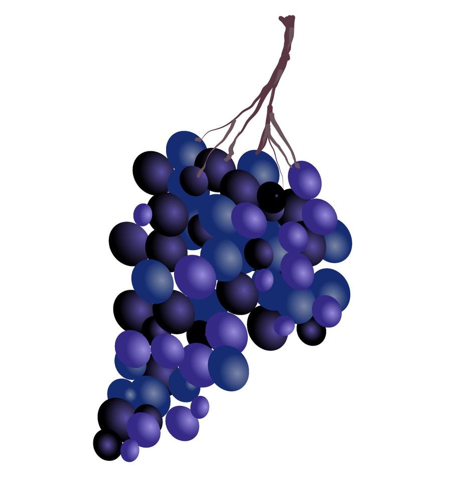grappolo d'uva da vino, illustrazione vettoriale su sfondo bianco