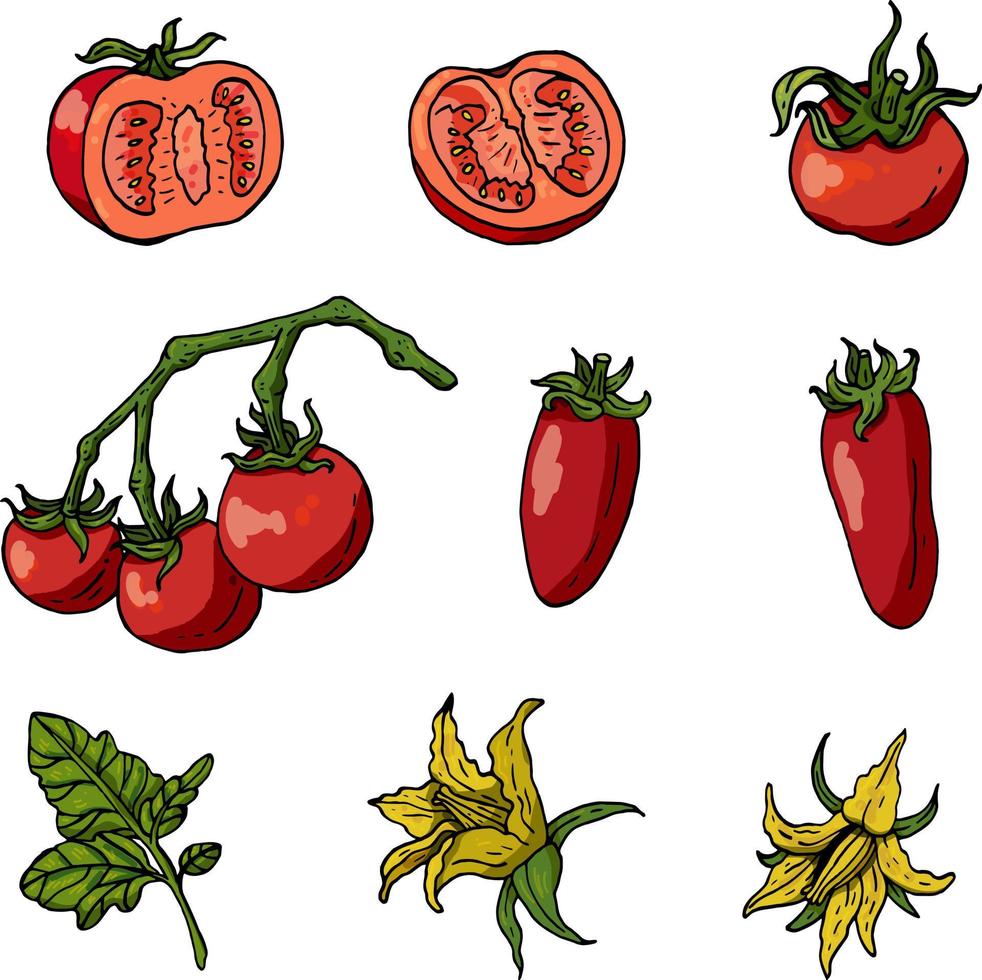 impostato con pomodori su sfondo bianco. pomodori, foglie di pomodoro e fiori isolati su bianco. diversi tipi di pomodori vettore