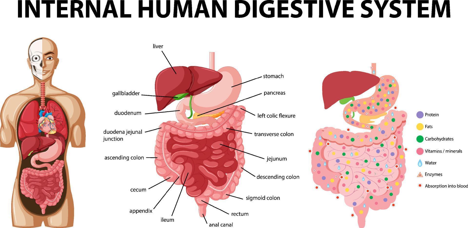 diagramma che mostra il sistema digerente umano interno vettore