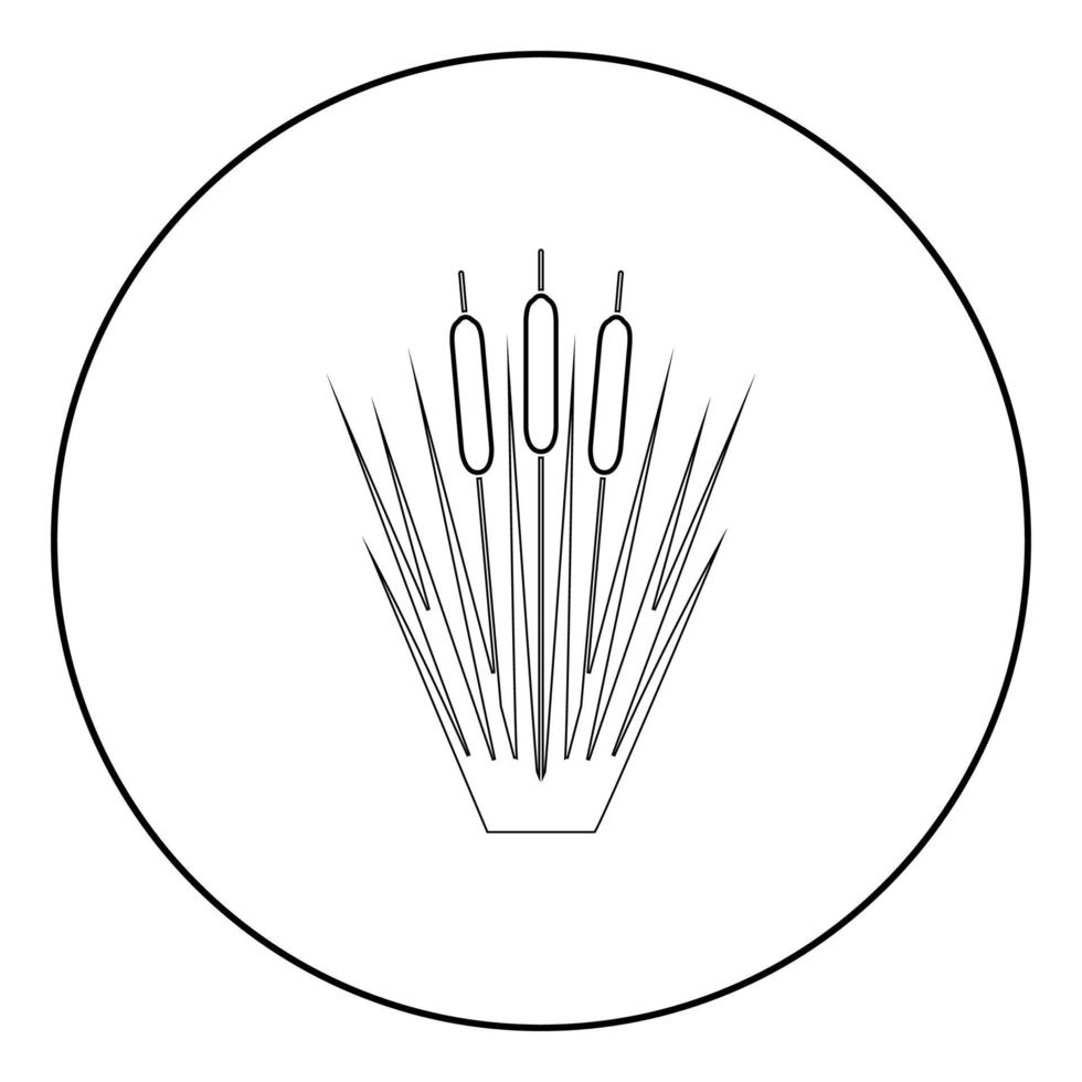 canne giunco canne club-rush ling canna rush icona in cerchio contorno rotondo colore nero illustrazione vettoriale piatto stile immagine