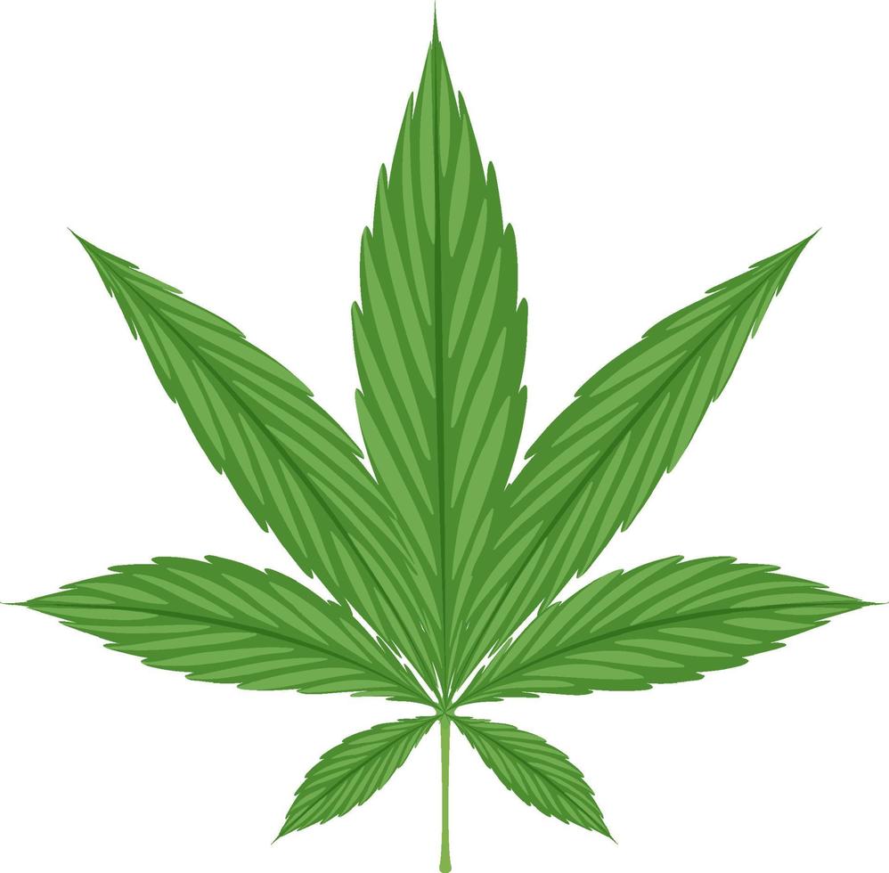 foglia di cannabis su sfondo bianco vettore