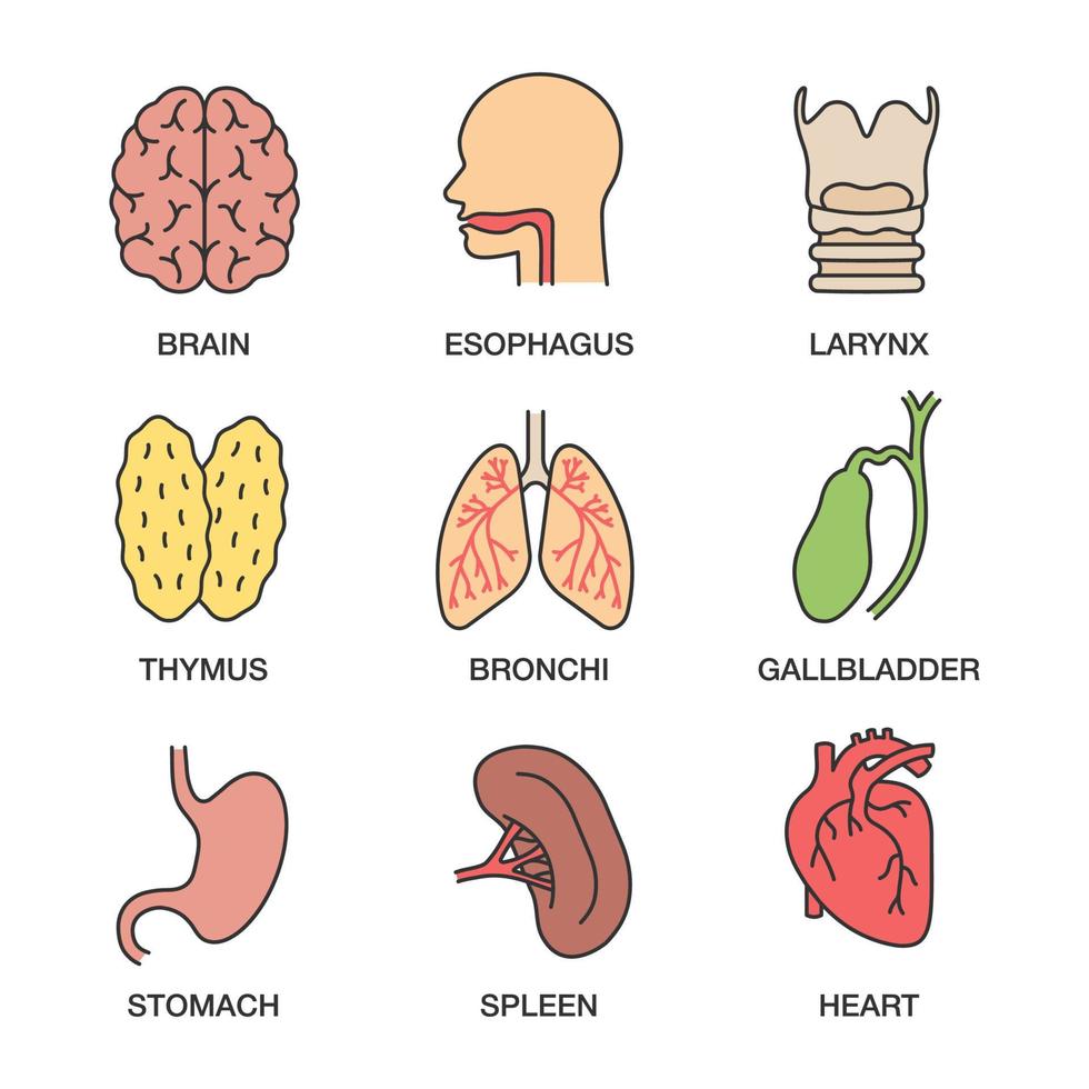 set di icone di colore degli organi interni umani. cervello, esofago, laringe, timo, bronchi, cistifellea, stomaco, milza, cuore. illustrazioni vettoriali isolate