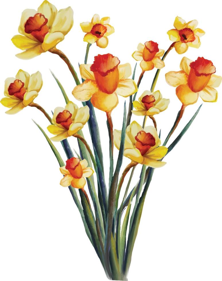 bouquet di narcisi gialli in fiore con foglie illustrazione ad acquerello, vettore