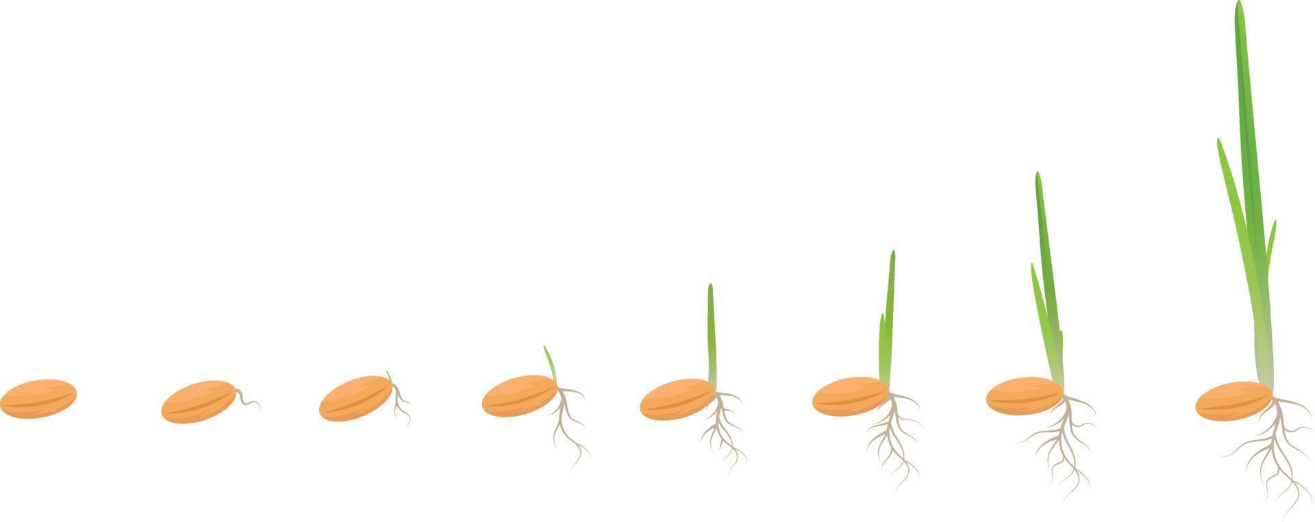 ciclo di crescita di una pianta di grano su sfondo bianco, concetto di prodotti vegani biologici, eco. germogliare chicchi di grano, segale, mais, miglio, orzo, avena. il seme cresce alla pianta. illustrazione vettoriale. vettore