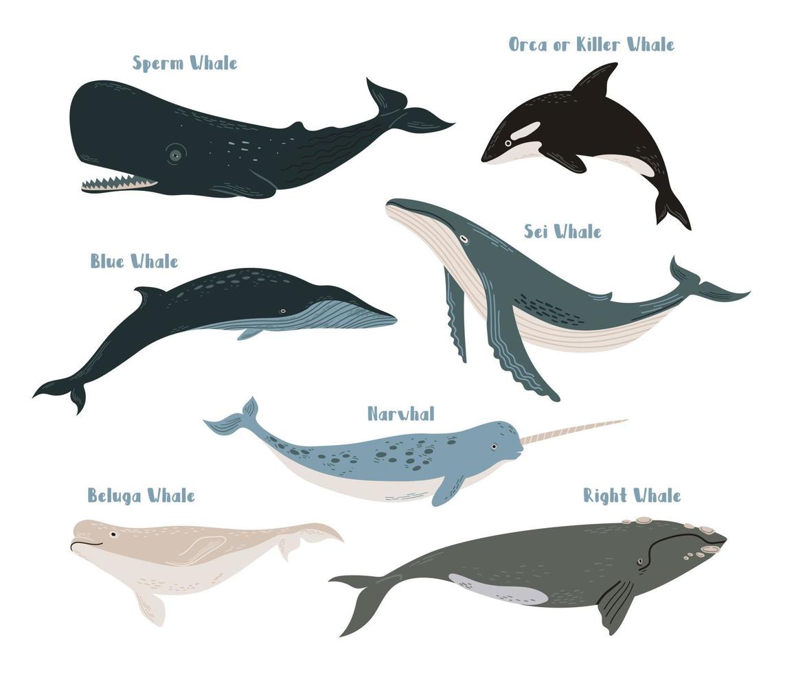 insieme vettoriale di diversi tipi di balene. blu, orca, orca, sperma, sei, destra, beluga e narvalo. illustrazione di vita di mare su sfondo bianco
