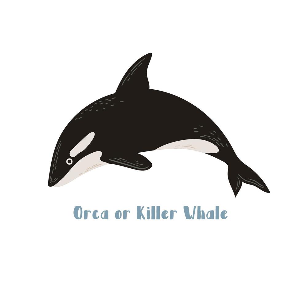 vettore orca o orca. fumetto illustrazione su sfondo bianco per adesivo, design