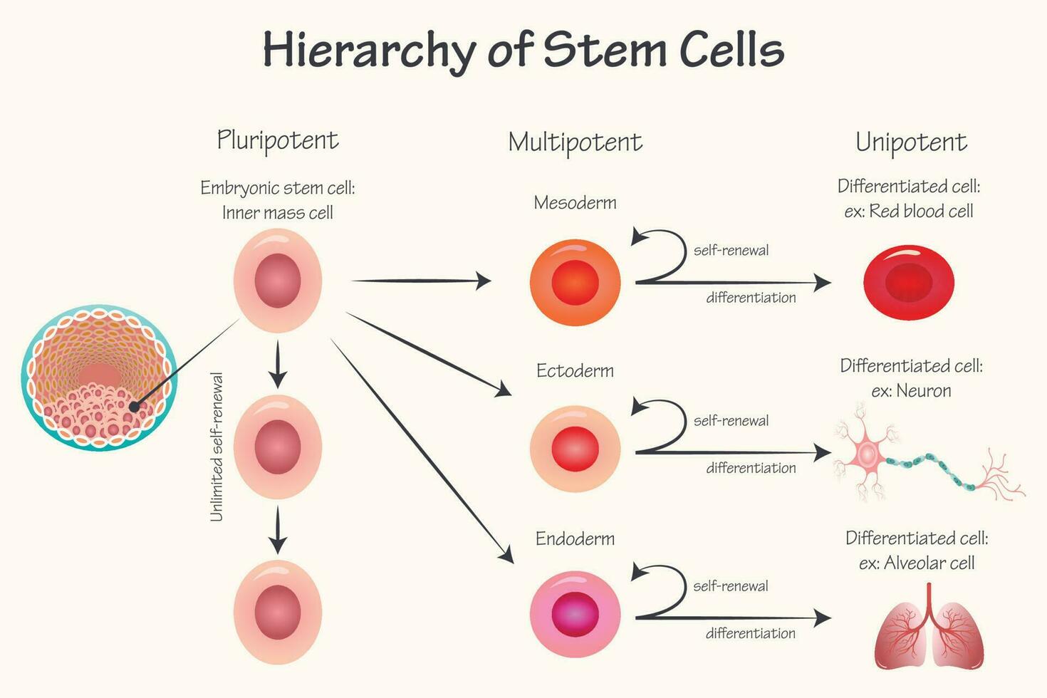 gerarchia di potenza delle cellule staminali vettore