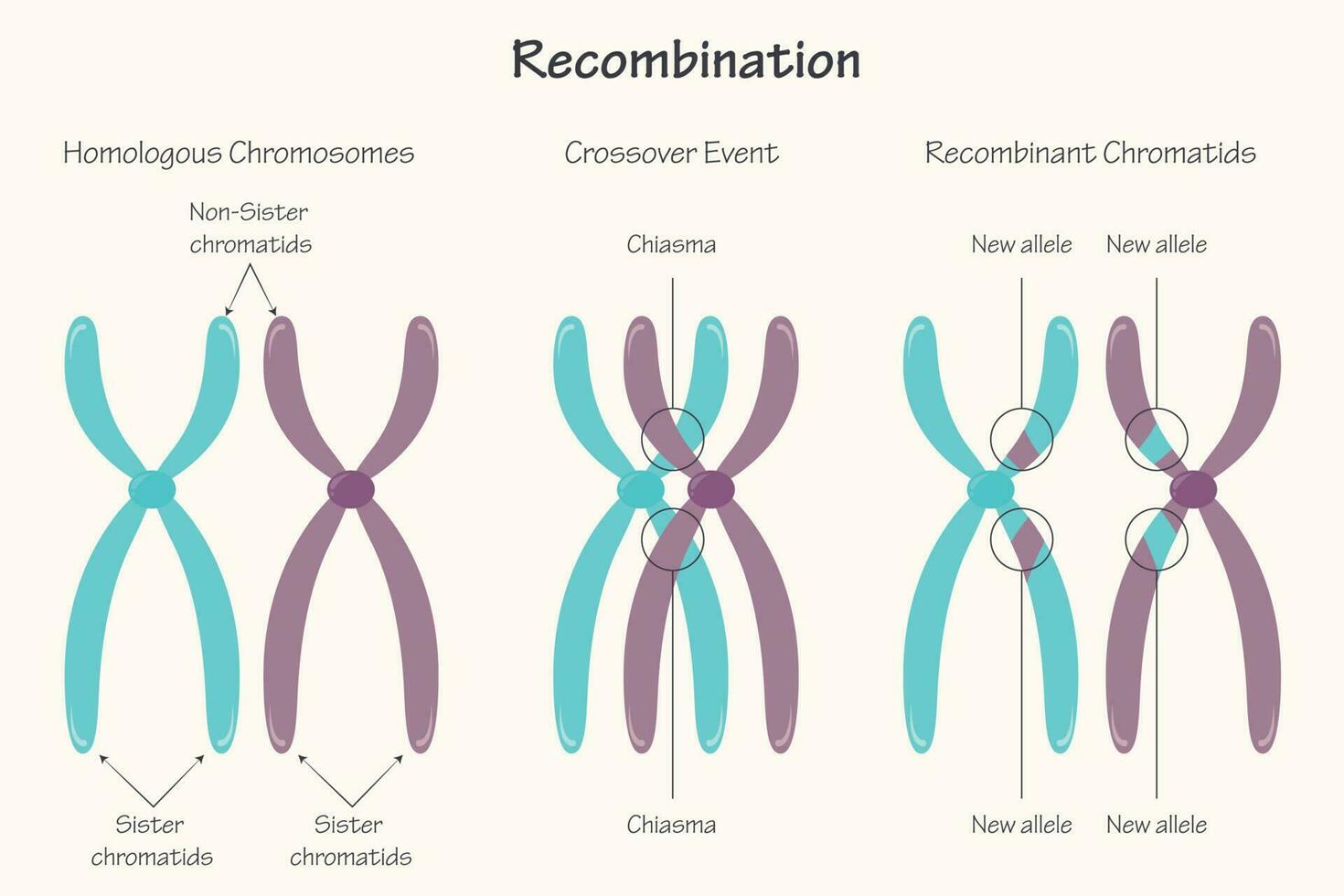 ricombinazione cromosomica del chiasma vettore