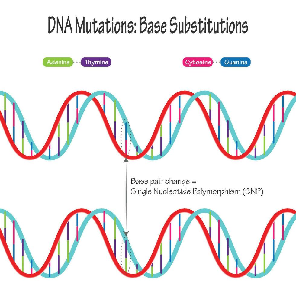 diagramma della mutazione del DNA del polimorfismo a singolo nucleotide vettore