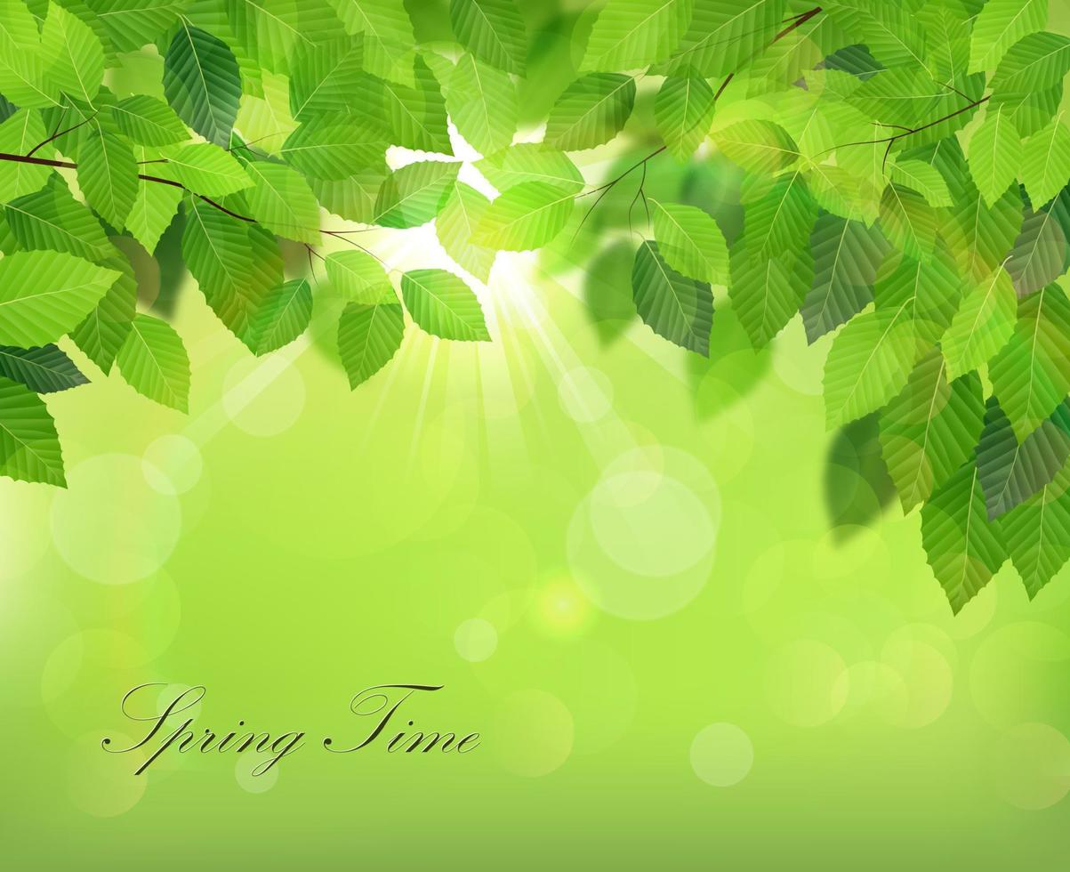 sfondo primaverile con foglie verdi fresche vettore