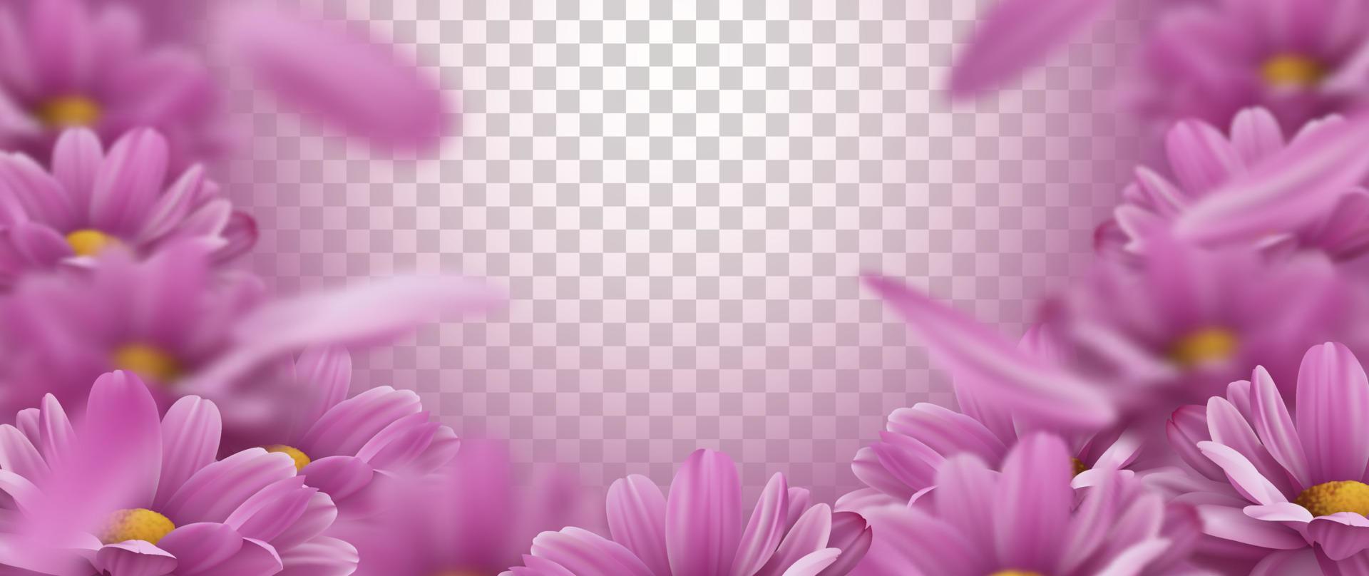 Sfondo 3d con fiori di crisantemo rosa realistici e petali che cadono. illustrazione vettoriale
