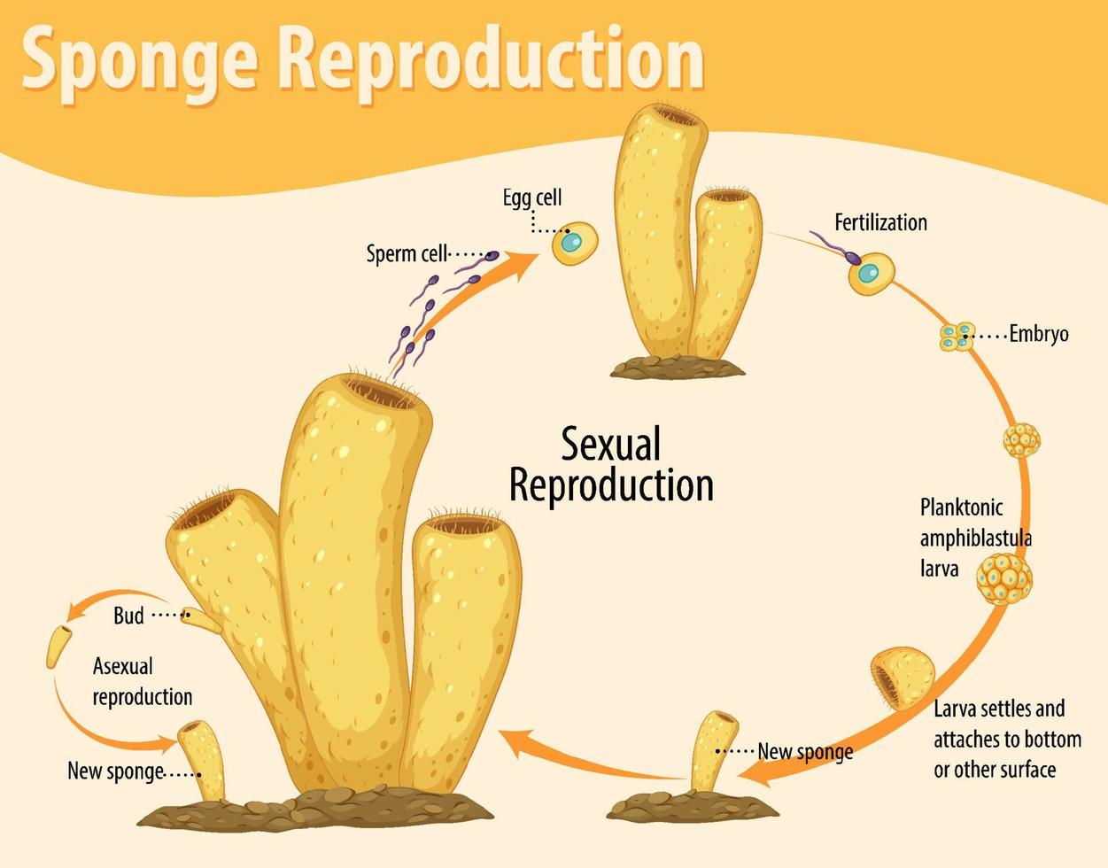 diagramma che mostra la riproduzione della spugna vettore