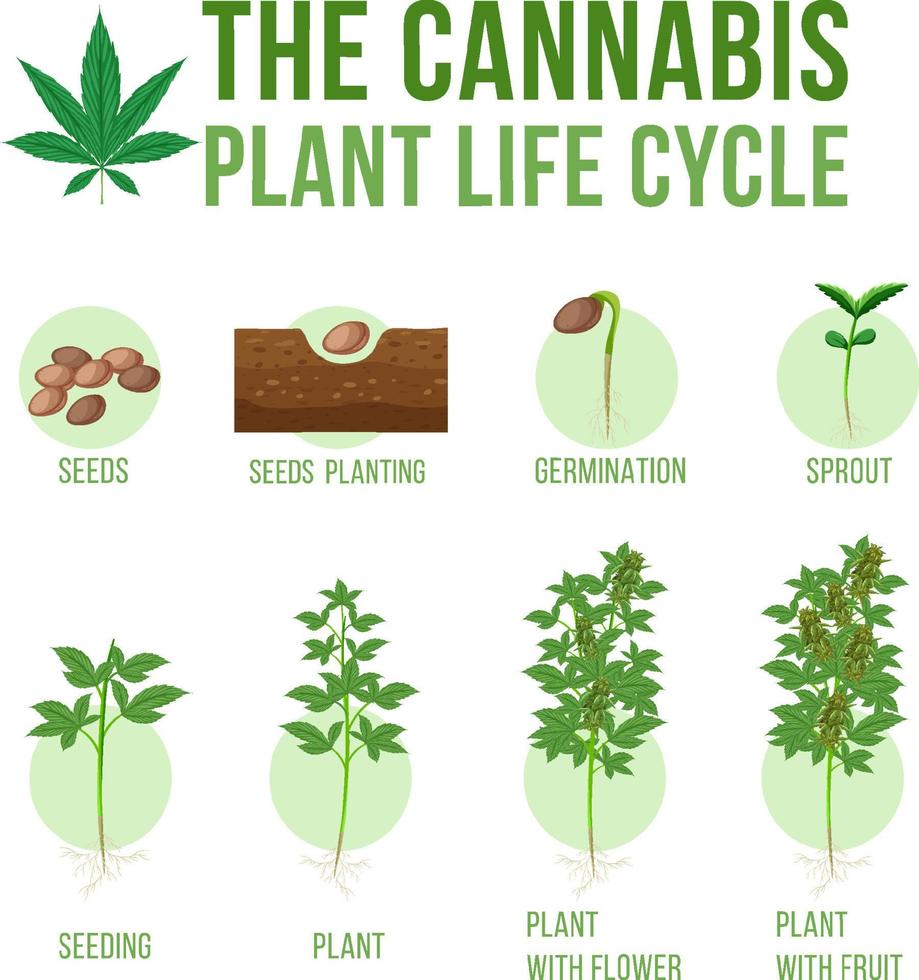 ciclo di vita delle piante di cannabis vettore