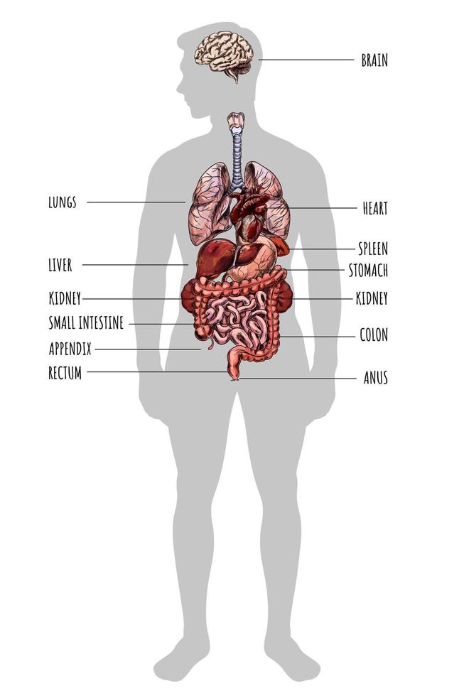 sagoma umana con organi di colore all'interno, illustrazione vettoriale disegnata a mano