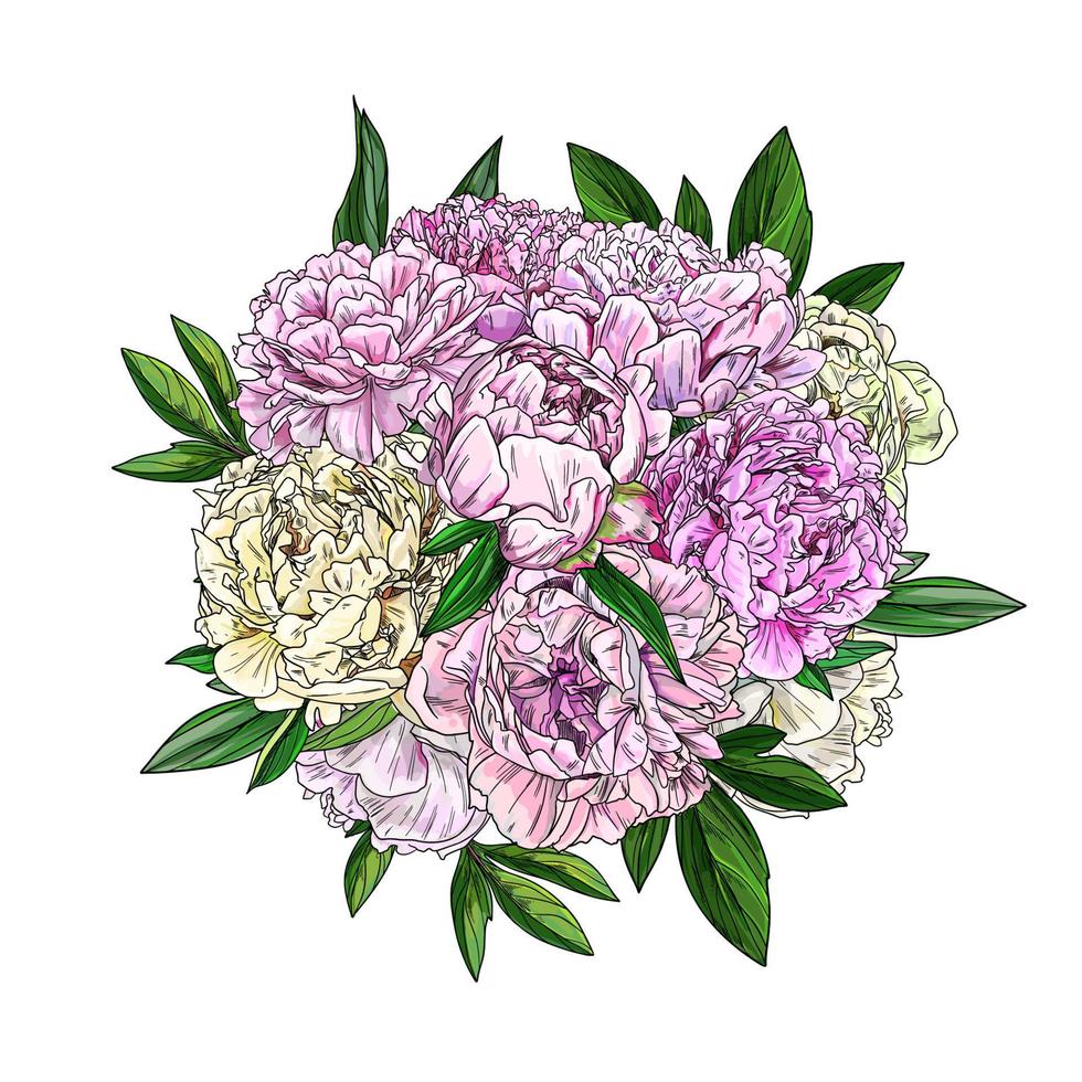 bouquet di peonie rosa, vista dall'alto, schizzo realistico a colori vettore