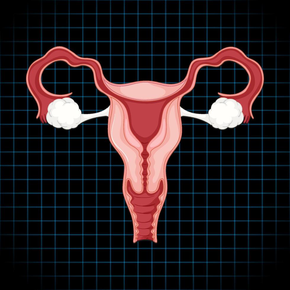 organo interno umano con utero vettore