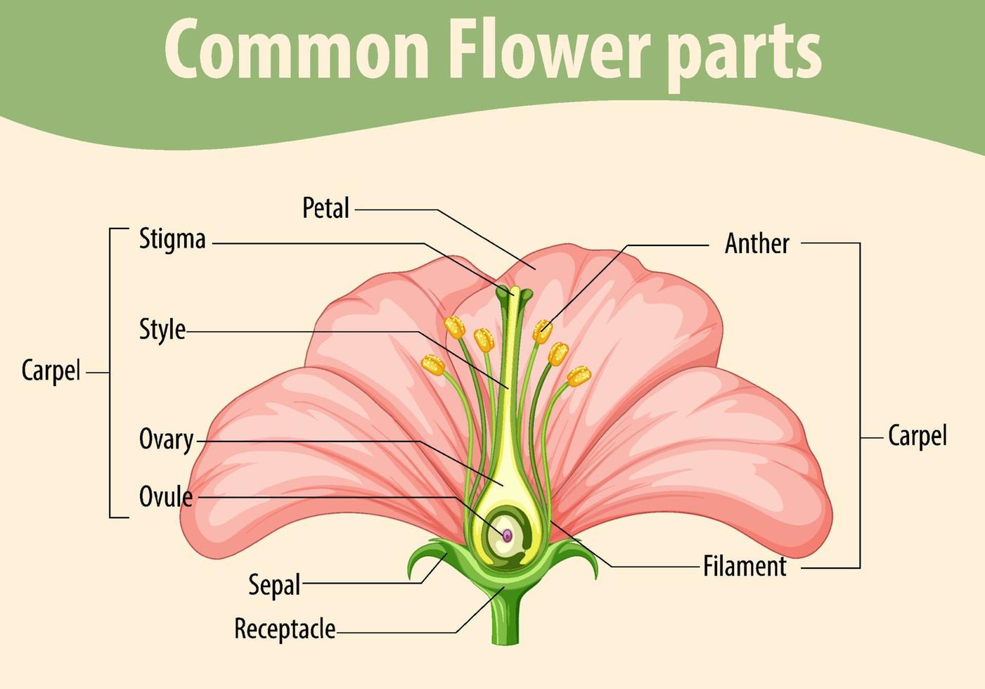 diagramma che mostra le parti comuni dei fiori vettore