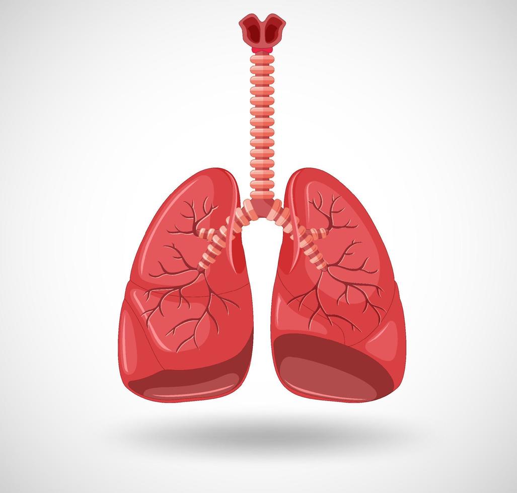 organo interno umano con polmoni vettore