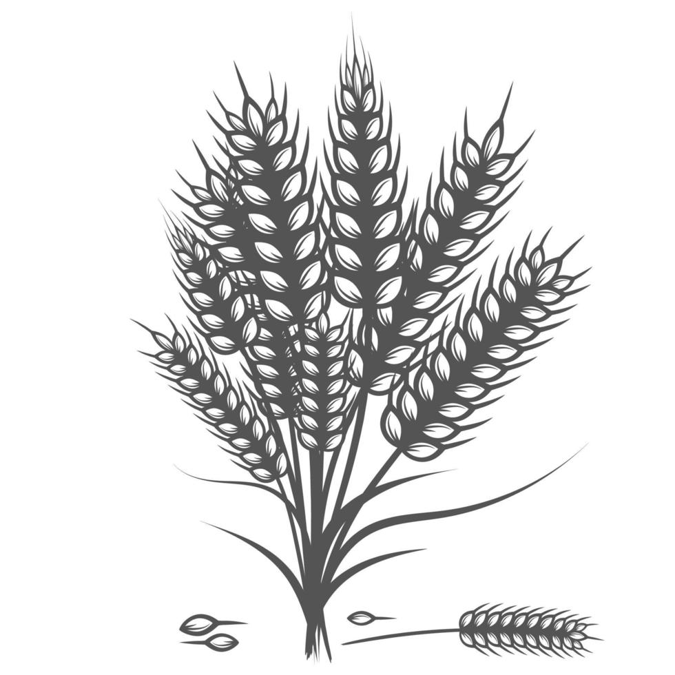 illustrazione vettoriale disegnata a mano di schizzo di raccolto di cereali orecchie di pane di grano. orecchio nero isolato su sfondo bianco. ingrediente alimentare glutine incisione stile vintage retrò.