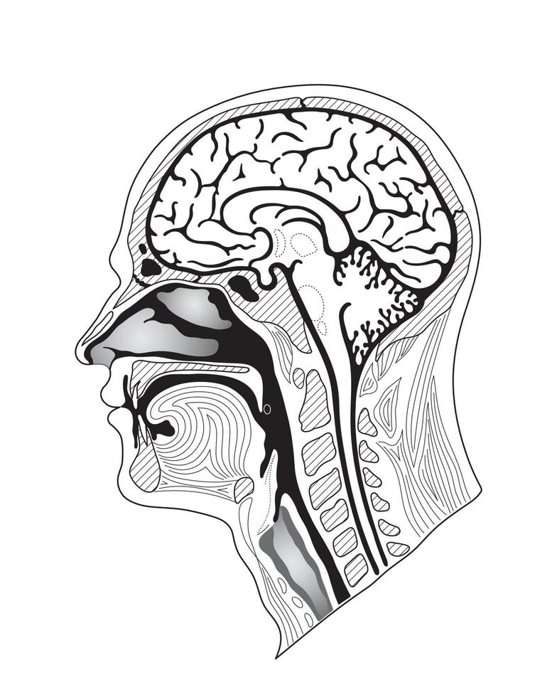 sezione trasversale della testa umana vettore