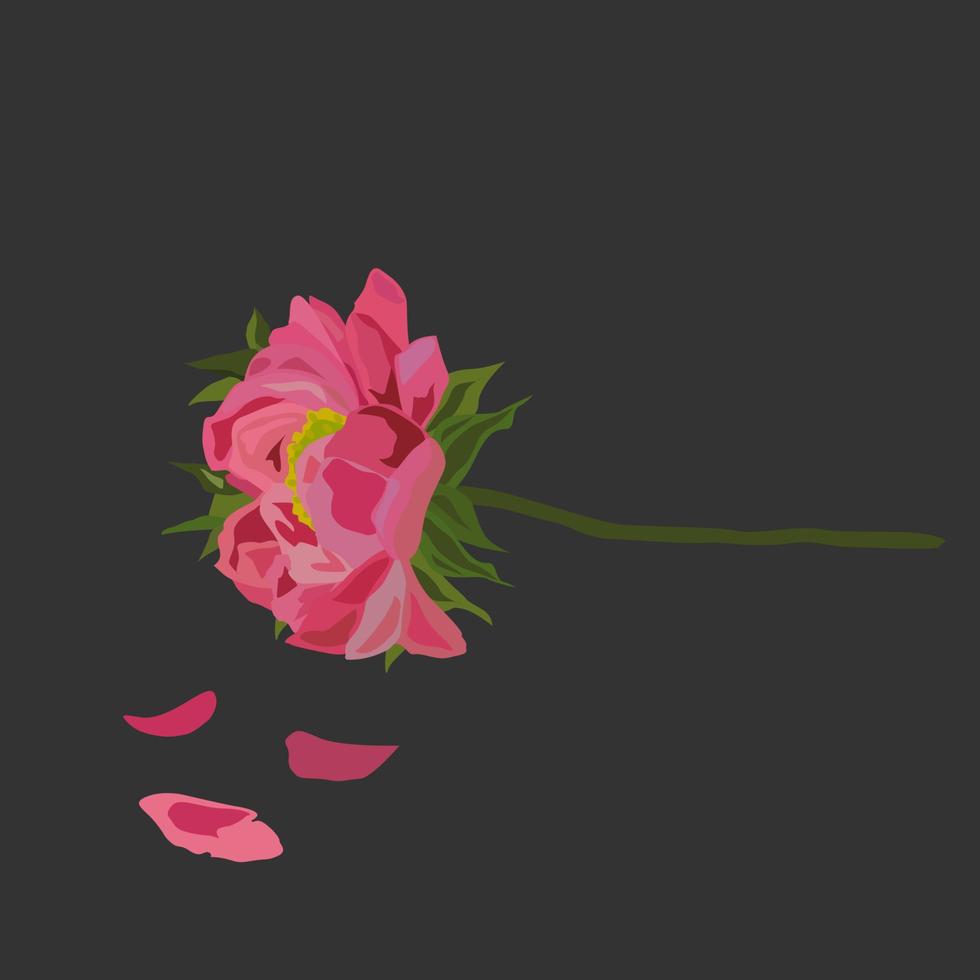peonia rosa con petali su uno sfondo grigio scuro. vettore