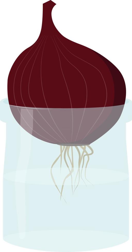 illustrazione vettoriale di cipolla