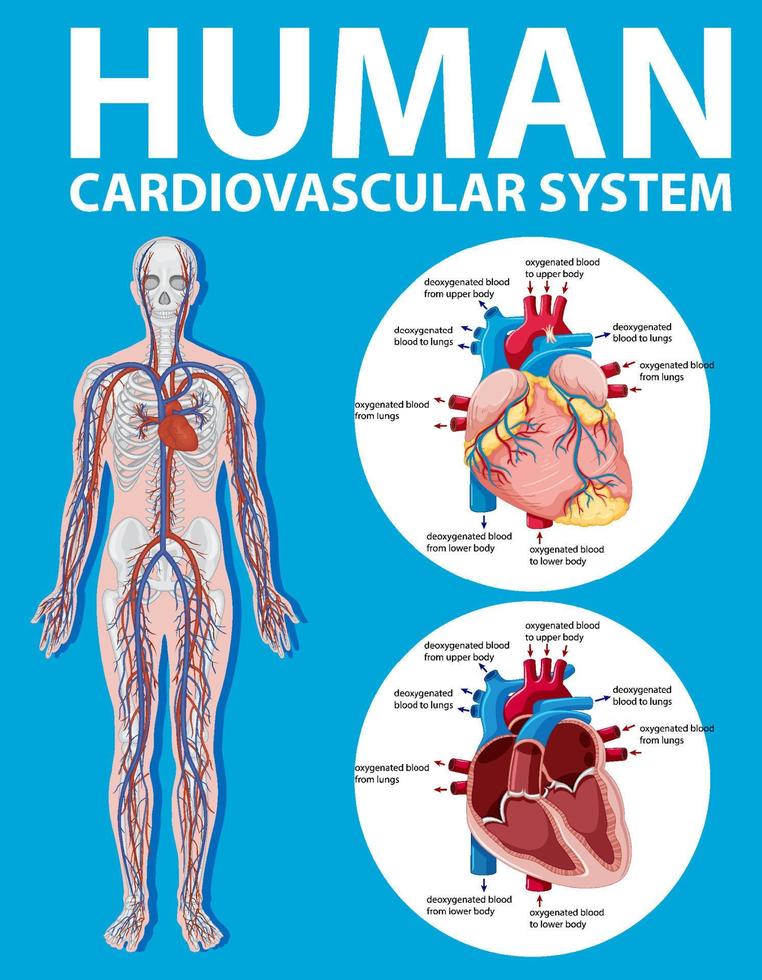 organo interno umano con cuore vettore