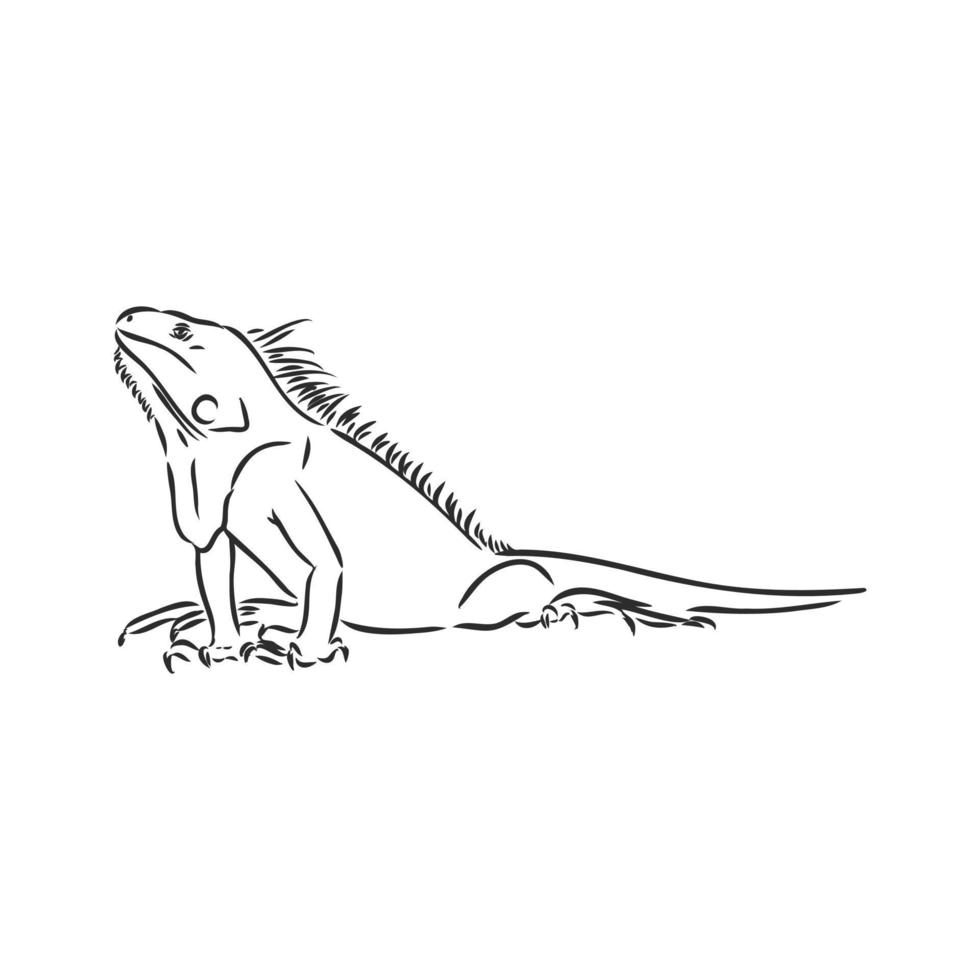 schizzo di vettore di iguana