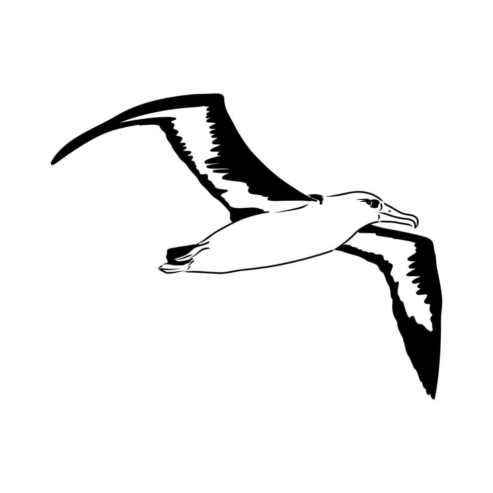 schizzo vettoriale albatro