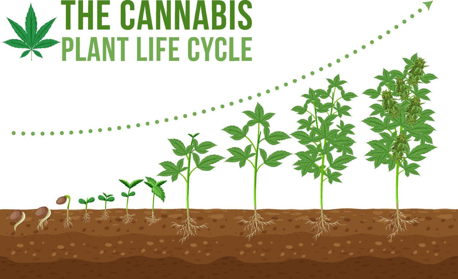 ciclo di vita della piantagione di cannabis vettore