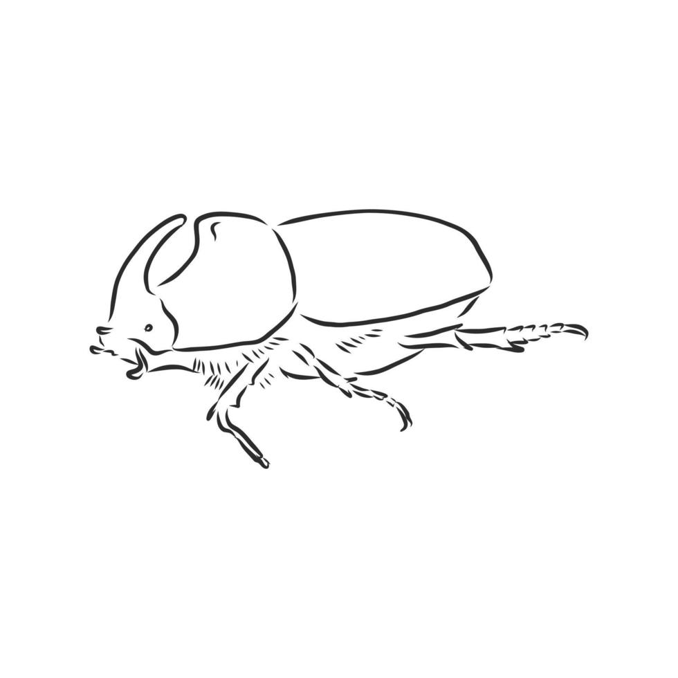 schizzo di vettore di scarabeo rinoceronte