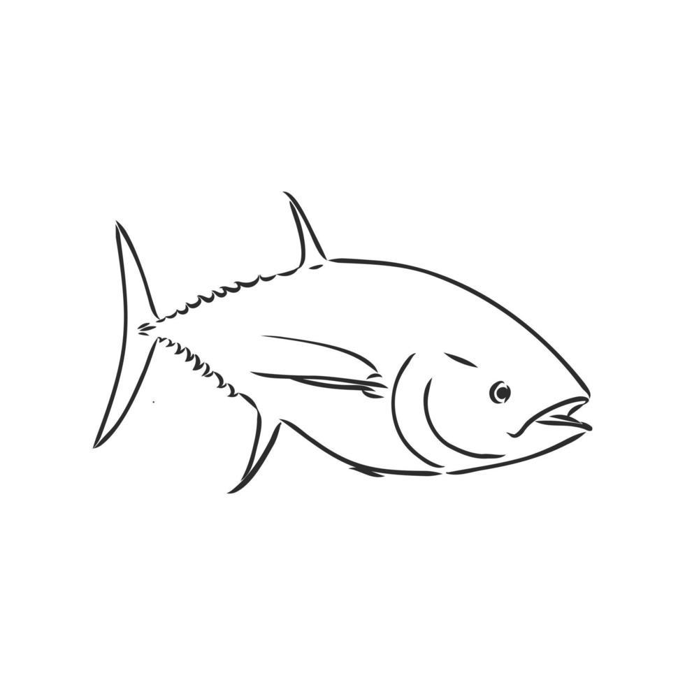 schizzo vettoriale di tonno