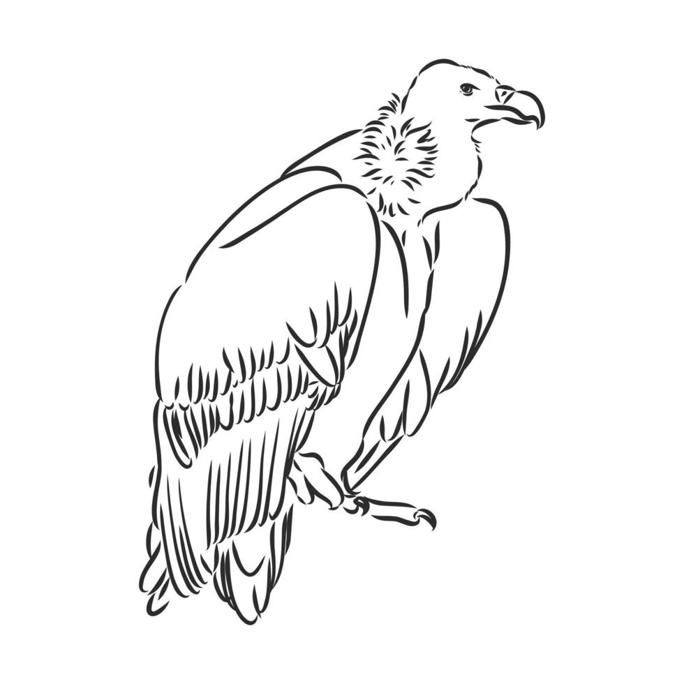 schizzo di vettore dell'avvoltoio