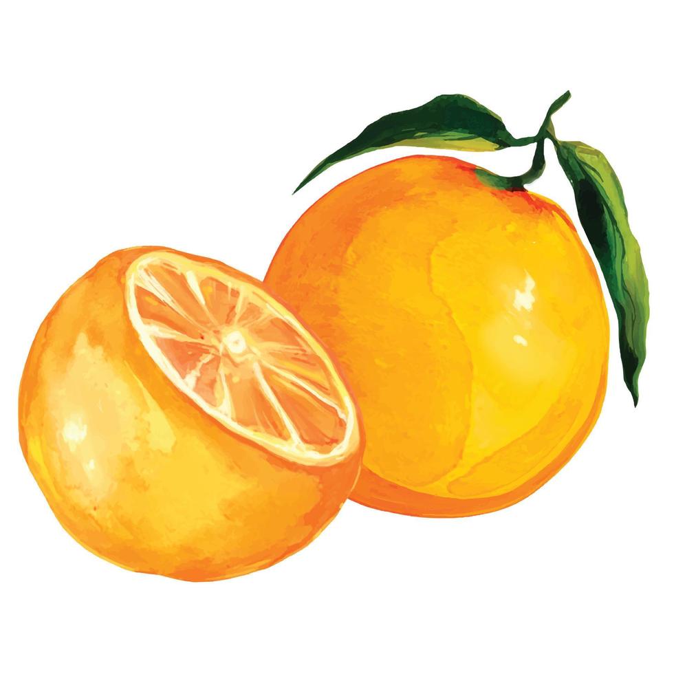 illustrazione vettoriale di frutta agrumi arancione
